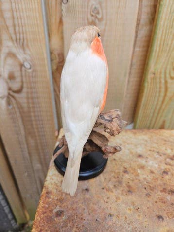 Super grote Goudvink mutatie bruin pastel Taxidermie, Verzamelen, Nieuw