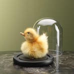 Geel Eendje in Stolp Taxidermie Opgezette Dieren By Max, Ophalen of Verzenden, Nieuw, Vogel, Opgezet dier