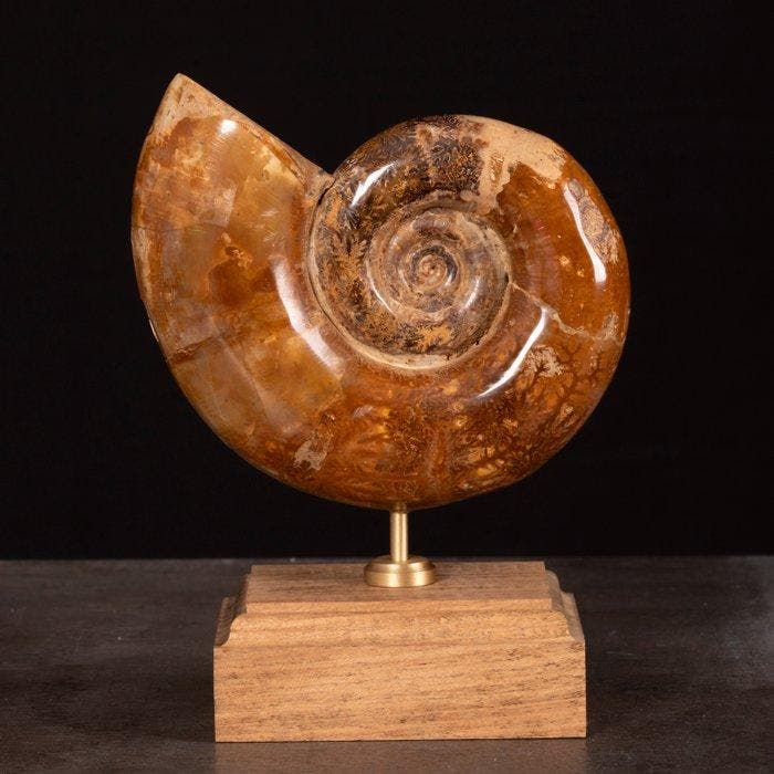 Zeer bijzonder fossiel exemplaar - Argonauticeras Ammonite -, Collections, Minéraux & Fossiles