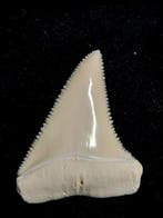 Witte haai Taxidermie volledige montage - Carcharodon, Nieuw