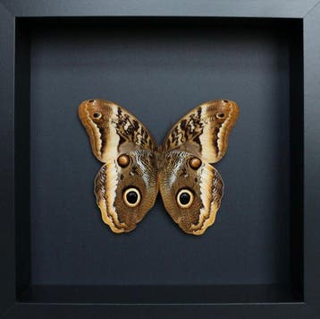 Vlinder Taxidermie volledige montage - Caligo atreus - 23 cm, Verzamelen, Nieuw