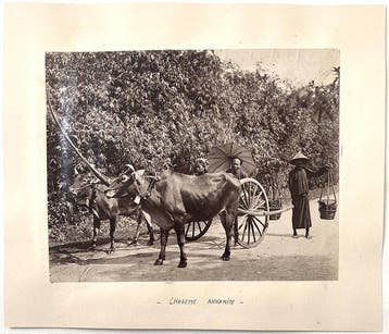 Anonymous - Vietnam: Annamite ox cart & ploughing the field