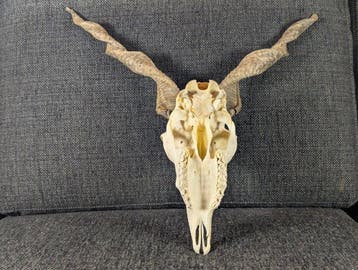 Schaap Schedel van een zoogdier - Racka-Ovis aries, Verzamelen, Nieuw