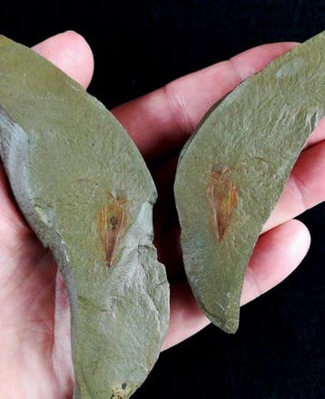 Indrukwekkende Hyolitha – zachte delen bewaard!!! -