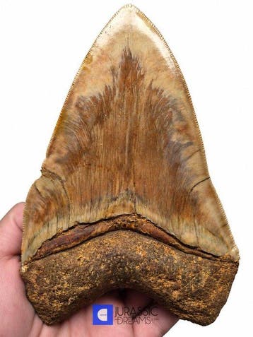 Enorme 14 cm Megalodon-tand van edelsteenkwaliteit uit een, Verzamelen