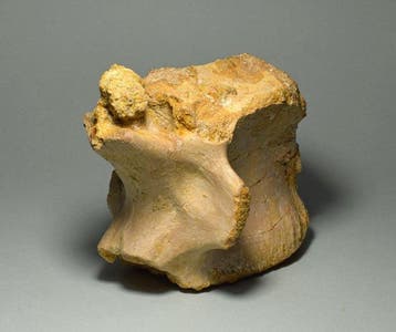 Carcharodontosaurus - Fossiel wervelbot -