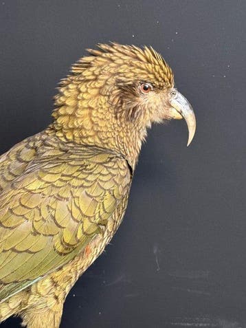 kea Taxidermie volledige montage - Nestor notabilis - 40 cm, Verzamelen, Nieuw