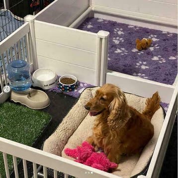 Werpkist Puppyren Puppy Werpbak - UNIEK in België OP=OP, Dieren en Toebehoren, Ophalen of Verzenden, Nieuw