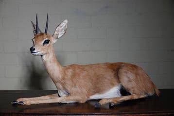 Steenbok Taxidermie volledige montage - Raphicerus, Nieuw
