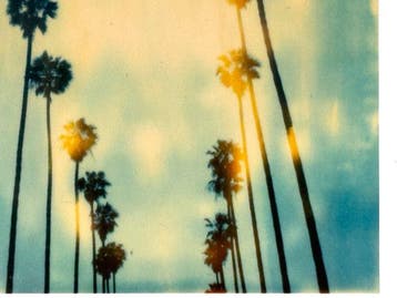 Stefanie Schneider - Stefanie Schneiders Minis Palm Trees