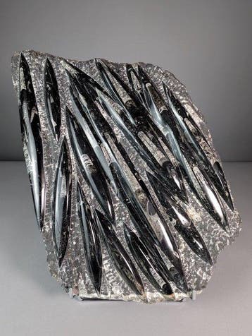 Grote decoratieve nautiloïden - Fossiele matrix - Orthoceras, Verzamelen
