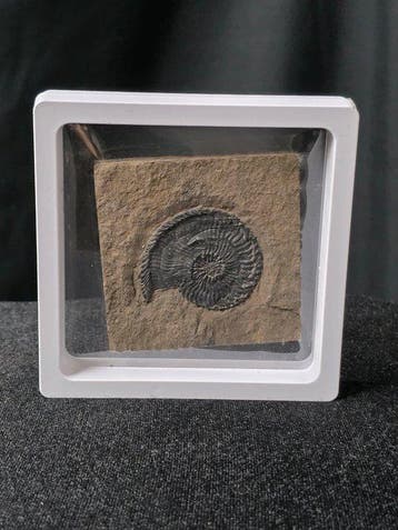 Ammoniet - Gefossiliseerd dier - Trachyceras