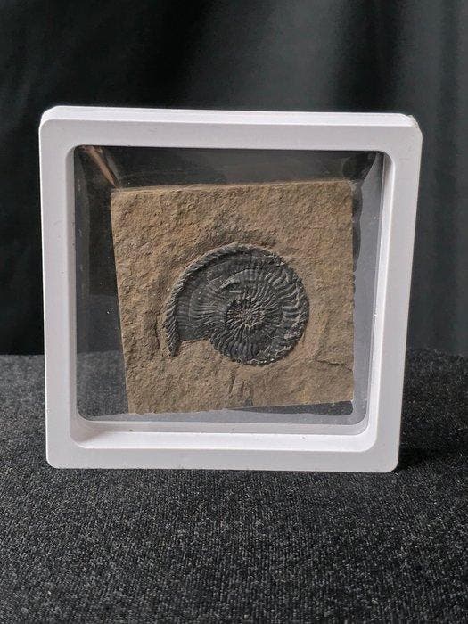 Ammoniet - Gefossiliseerd dier - Trachyceras, Collections, Minéraux & Fossiles