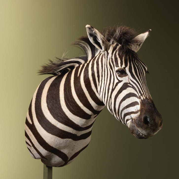 Zebra Taxidermie Opgezette Dieren By Max, Verzamelen, Dierenverzamelingen, Opgezet dier, Nieuw, Wild dier, Ophalen of Verzenden