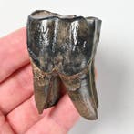 Rhinocéros laineux - Dent fossile - Coelodonta antiquitatis, Collections