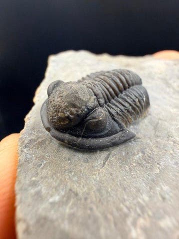 Trilobiet - Gefossiliseerd dier - Gerastos - 6.3 cm (Zonder