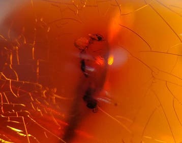FOSSlL-AMAZING!! Dominicaans amber- 12.5 g