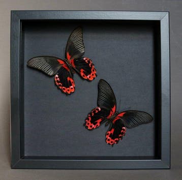 Vlinder Taxidermie volledige montage - Papilio rumanzovia -, Nieuw