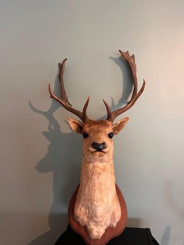 Hert Taxidermie hoofdmontage - Dama dama - 110 cm - 35 cm -