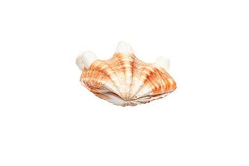Schubachtige schelp Skelet - Bivalvia squamosa komplett 2
