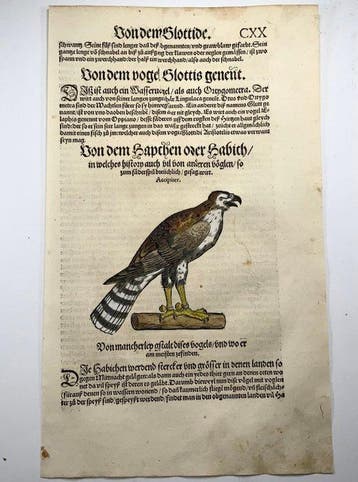 Conrad Gesner - First Issue - Goshawk, Hawk, ornithology -