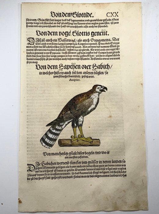 Conrad Gesner - First Issue - Goshawk, Hawk, ornithology -, Antiquités & Art, Antiquités | Livres & Manuscrits