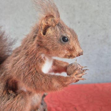 Rode eekhoorn Taxidermie wandmontage - Sciurus vulgaris -