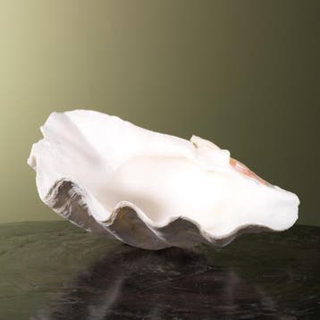 Doopvontschelp Taxidermie Opgezette Dieren By Max, Verzamelen, Ophalen of Verzenden, Nieuw, Wild dier, Opgezet dier
