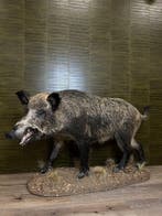 Keiler - Wild Zwijn Taxidermie Opgezette Dieren By Max, Ophalen of Verzenden, Opgezet dier