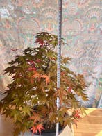 Japanese maple bonsai (Acer palmatum) - Hauteur (arbre) : 60