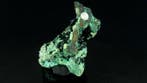 Malachiet op chrysocolla - Kambove, DR Congo - Hoogte: 7.5