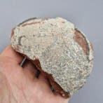 Dinosaurus - Gefossiliseerd ei - Hadrosaurus sp. - 97 cm -