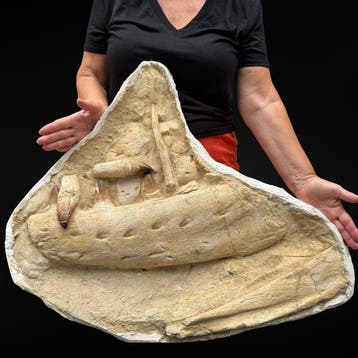 Mosasauruskaak – authentiek natuurlijk exemplaar - Fossiele
