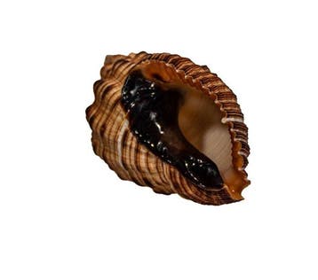 Topverzamelstuk: Cantharus melanostomus (C. melanostoma) –, Nieuw