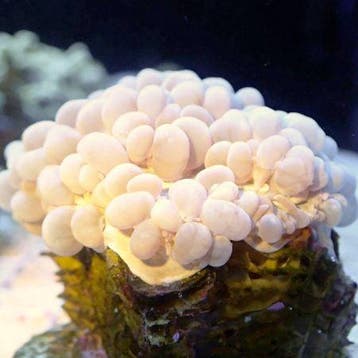 Physogyra Lichtensteini Pearl L (Ong. 15 cm), Dieren en Toebehoren, Vissen | Aquariumvissen