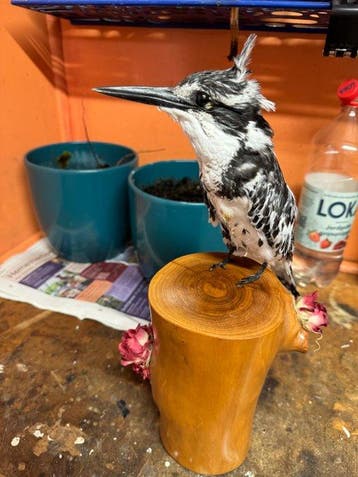 IJsvogel Taxidermie volledige montage - Ceryle rudis - 0 cm
