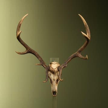 Edelhert Gewei Taxidermie Opgezette Dieren By Max, Ophalen of Verzenden, Opgezet dier