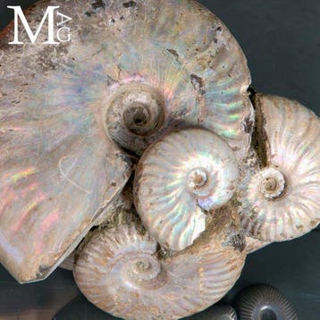 Natuurlijke groep van ammonieten van het geslacht