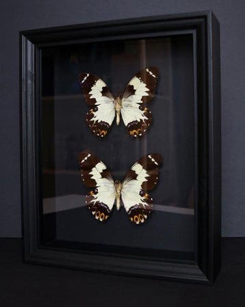 Papillon Support de corps entier pour taxidermie - Papilio, Nieuw