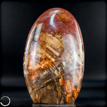 Zeer zeldzame versteende houten vrijvorm met agaat-kwarts, Verzamelen, Mineralen en Fossielen