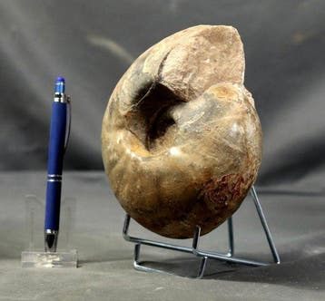 Natuurlijke ammoniet - Gefossiliseerd dier - Fagesia peroni