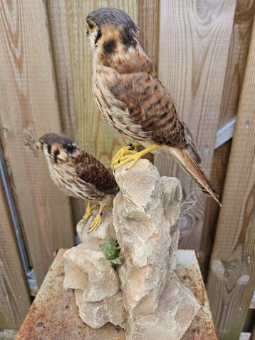 Amerikaanse torenvalken Taxidermie volledige montage - Falco, Nieuw