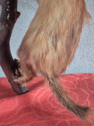 Furet Support mural pour taxidermie - Mustela furo -, Collections