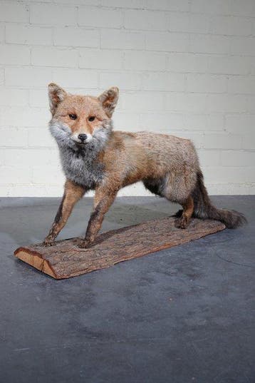 Rode vos Taxidermie volledige montage - Vulpes vulpes ----NO, Verzamelen, Nieuw