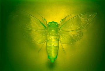 Reliëf, Cicada - 12.3 cm - Uraniumglas, Antiek en Kunst