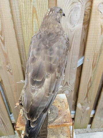 Aziatische Wespendief Taxidermie volledige montage - Pernis, Nieuw