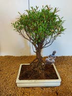 syzygium - Hoogte (boom): 26 cm - Diepte (boom): 15 cm -
