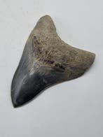 Mégalodon - Dent fossile - 10 cm