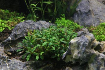 Bucephalandra sp. Catharina - In Vitro, Dieren en Toebehoren, Vissen | Aquaria en Toebehoren, Verzenden, Nieuw