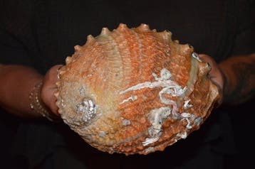 Zeeslak Zeeschelp - S-391 HALIOTIS RUFESCENS (Zonder, Nieuw